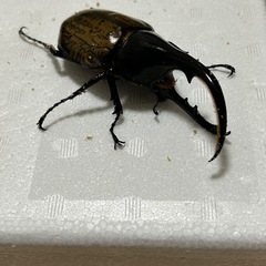 (訳あり)ヘラクレスオオカブトの画像