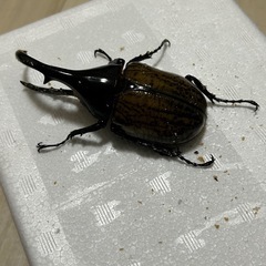 (訳あり)ヘラクレスオオカブトの画像