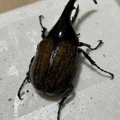(訳あり)ヘラクレスオオカブトの画像