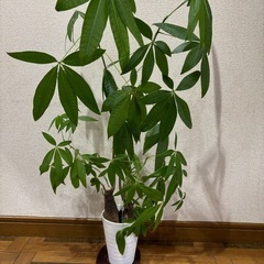 パキラ 観葉植物