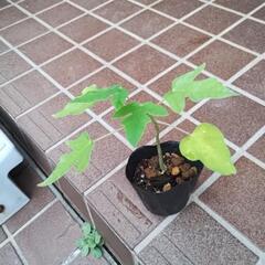 ★無農薬★　パパイヤ苗　今年誕生　No.101