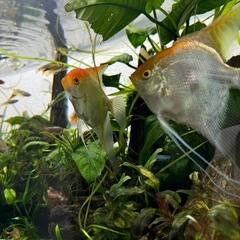 熱帯魚　
エンゼルフィッシュ成魚（ペア）