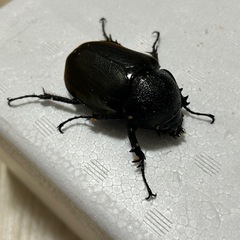 コーカサスオオカブトメス単の画像
