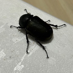 コーカサスオオカブトメス単の画像