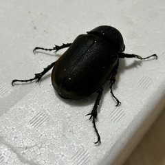 コーカサスオオカブトメス単の画像