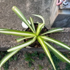 折り鶴ランの画像