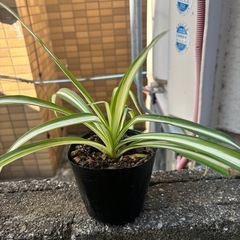 折り鶴ラン