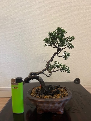 盆栽　真柏　糸魚川真柏
