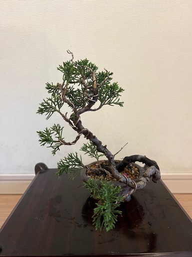 盆栽　真柏　糸魚川真柏