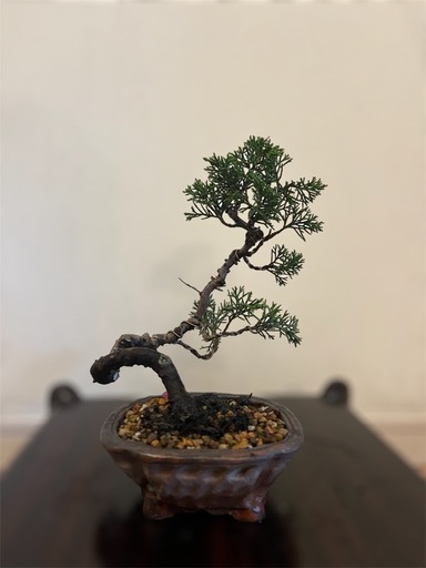 盆栽　真柏　糸魚川真柏