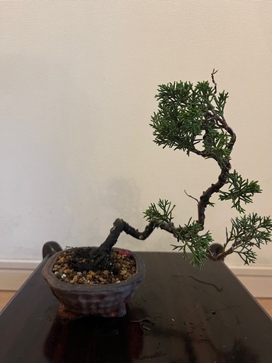 盆栽　真柏　糸魚川真柏