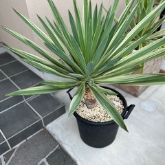 大型ユッカ　グロリオサ　バリエガータ　