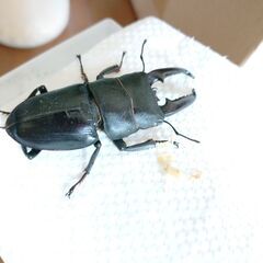 延長させてもらいました！第３弾昆虫くじの画像