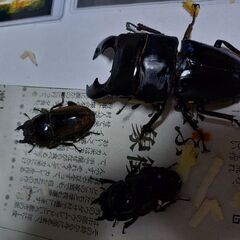 延長させてもらいました！第３弾昆虫くじの画像