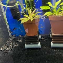 🐟コルレア🐟の画像