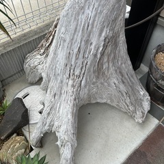 切り株型　流木