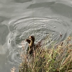 長良川本流スッポンの画像