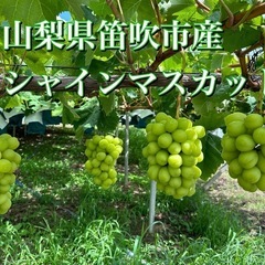 【完売】