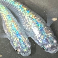 (決まりました)[上物]ネプチューン　メダカ　♂３♀２　５匹
