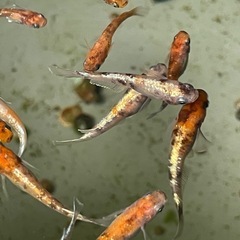 【お取引中】
【極上】アマテラス三色めだか⭐︎メダカ