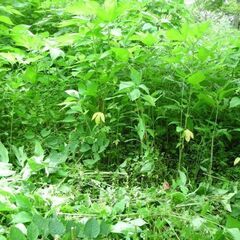 農地が余っているので一緒に農業をしませんか？