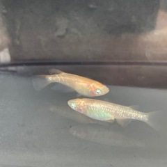 錦秋アースアイメダカの画像