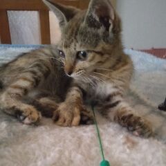 サビ猫ファン　お待たせしました！生後2ヶ月きょうだい猫。