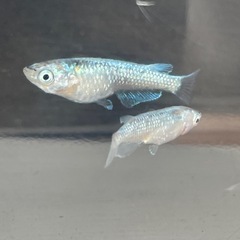 ワカサギラメメダカ