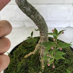【💖Thankyou💖】50cm姫アセロラ/希少（台湾姫桜桃）🌿植物の画像