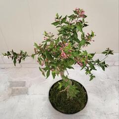 【💖Thankyou💖】50cm姫アセロラ/希少（台湾姫桜桃）🌿植物の画像