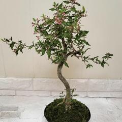 【💖Thankyou💖】50cm姫アセロラ/希少（台湾姫桜桃）🌿植物の画像