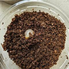 オオクワガタ①能勢YG血統幼虫４頭の画像