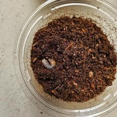 オオクワガタ①能勢YG血統幼虫４頭の画像