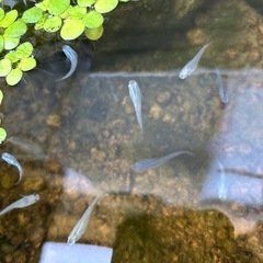 メダカ