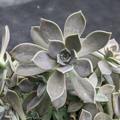 何年も手を尽くしてきた多肉腫！！🪷の画像