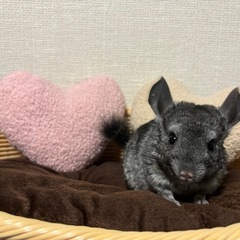 チンチラ☆グレーエボニー