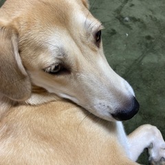 ラブラドールミックス