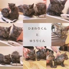 グレーのもふもふ2兄弟★☆（代理投稿）