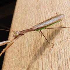 天然オオカマキリ♂単品