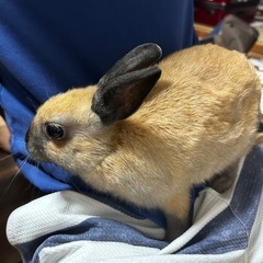 ミニうさぎ　4匹兄弟