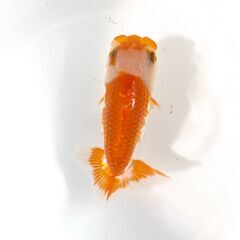 愛媛血統らんちゅう 親 窓 色濃いめ 更紗☆四つ尾 太身 フンタ...