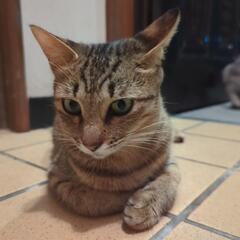 キジトラのお母さんネコ　里親募集