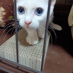 3ヶ月の白猫兄妹☆★（代理投稿です）