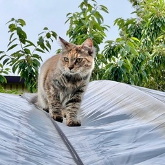 1歳の猫ちゃんです