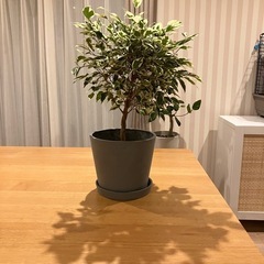 フィカス　ベンジャミン　スターライト