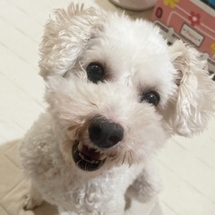 クリーム色トイプー6さい❤︎