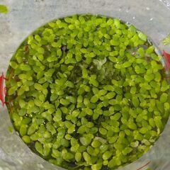 水草