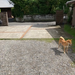 庭石　下見OKの画像