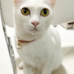 🤍白猫メスのシロミちゃん🤍