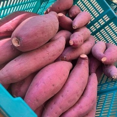 鳥取県　さつまいも　4キロ前後　新鮮　甘くて美味しい　期間限定品11　お米の代わりにどうぞ！の画像